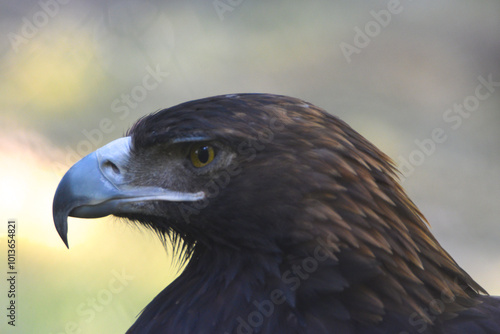 aquila reale