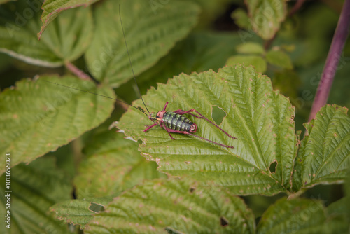 wild grasshopper on leaf in woods