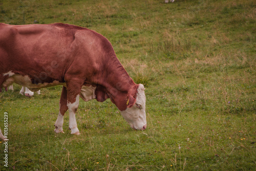 cow close-up in mountains