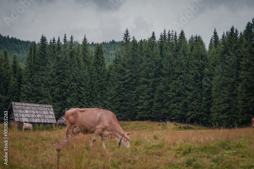 cows in the mountains