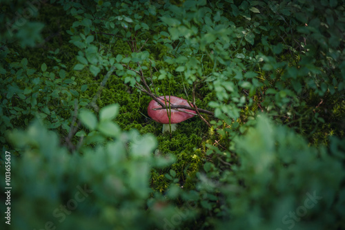 mushroom in forest 
