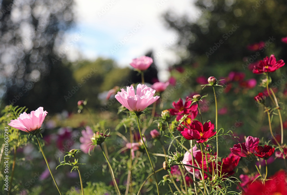 Side view of sunlit pink and purple Cosmos blooms, Northamptonshire England
