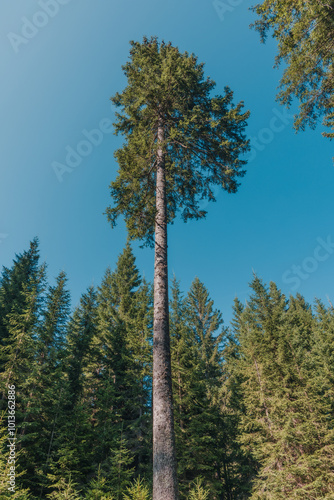 pine tree forest