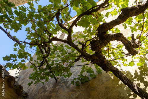 Obraz na plátně tree on a tree