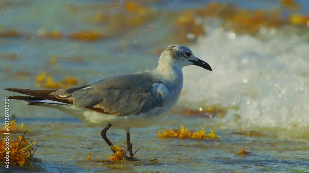 black headed gull black headed gull