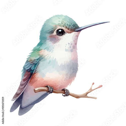 Cute Hummingbird Watercolor Illustration on White Background
