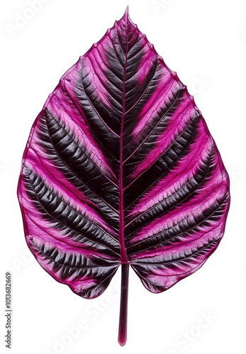 A tropical exotic alocasia cuprea plant leaf isolated over transparent background, PNG, cutout photo