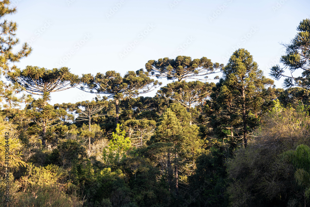 Typical Paraná pine (araucaria angustifolia) grows in cold regions of southern Brazil and produces pine nuts Typical Paraná pine (araucaria angustifolia) grows in cold regions of southern Brazil and produces pine nuts