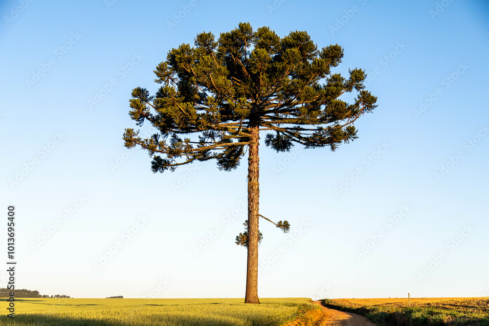 Obraz premium Typical Paraná pine (araucaria angustifolia) grows in cold regions of southern Brazil and produces pine nuts