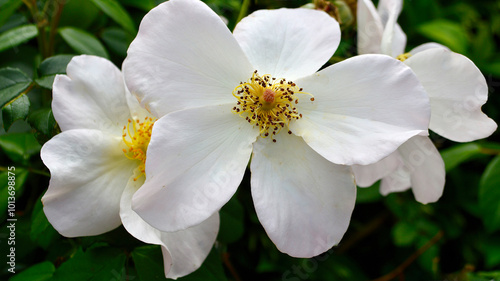 A beautiful white rose in the garden at spring time..