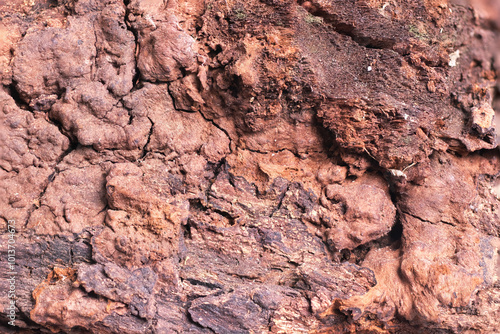 texture di corteccia di un albero in primo piano