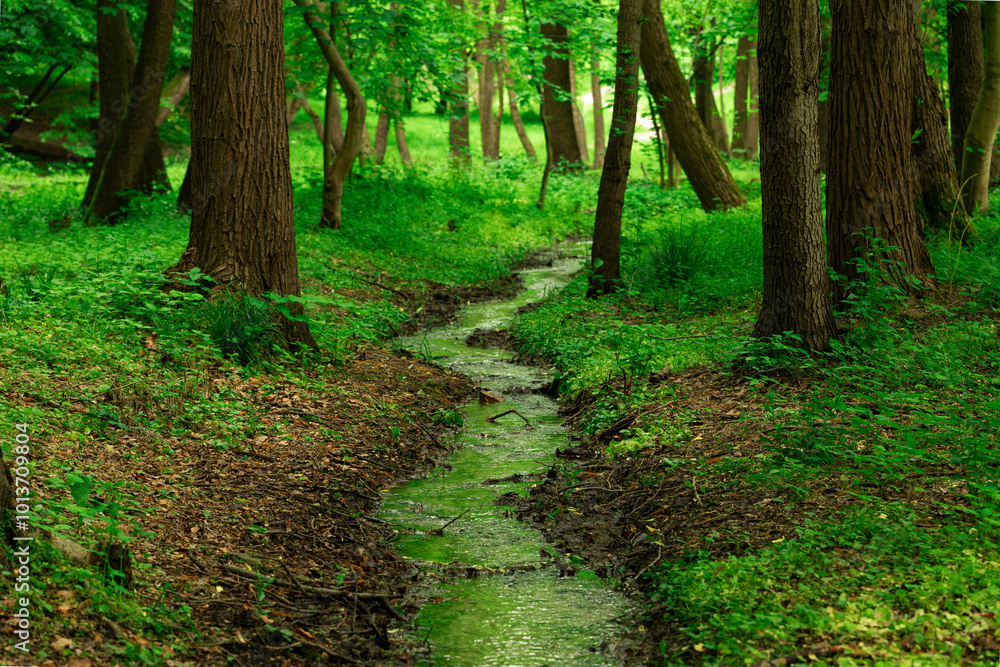 Fototapeta premium summer forest natural template picture of beautiful trees and narrow water stream symmetry scenery composition view
