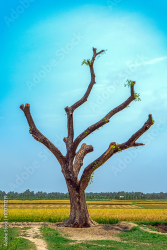 big tree standing alone with cut branches without leaves, against blue sky.