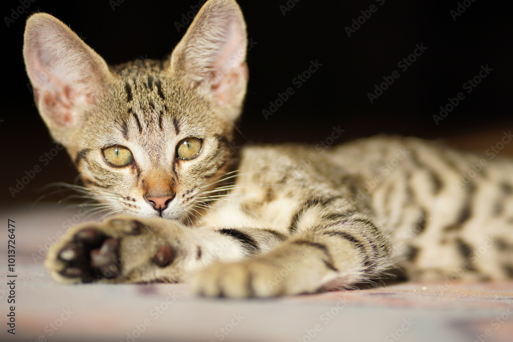 Naklejka premium cat portrait 