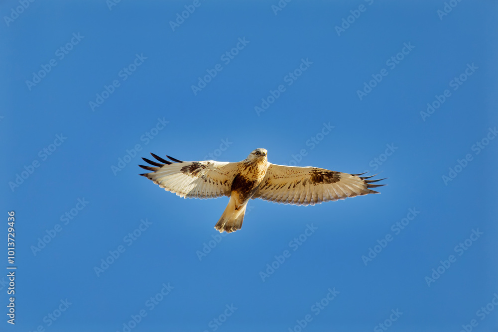 The rough-legged buzzard (Buteo lagopus), also called the rough-legged hawk in flight. The rough-legged buzzard (Buteo lagopus), also called the rough-legged hawk in flight.