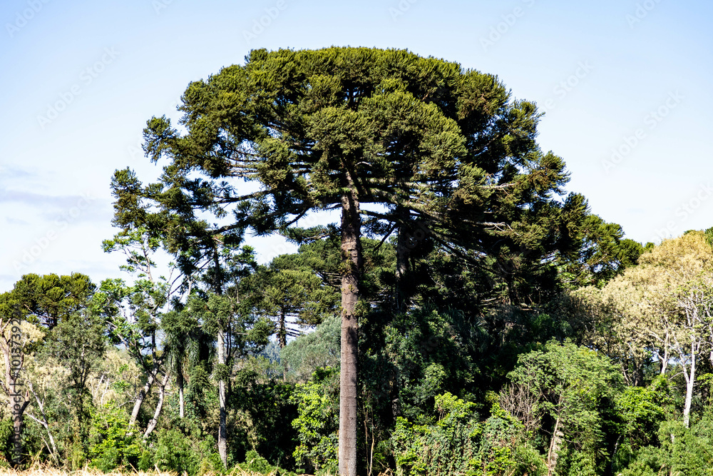 Fototapeta premium Typical Paraná pine (araucaria angustifolia) grows in cold regions of southern Brazil and produces pine nuts