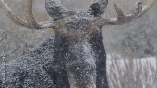 Moose in snowy landscape reveals its majestic presence in winter wonderland