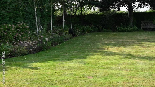 Black labrador dog is searching for balls in sunlit garden and brings them back to the owner.