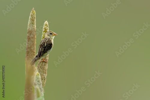 Baya weaver female on Pearl millet head photo