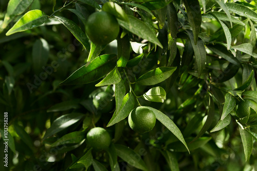 Lemon tree with fruits