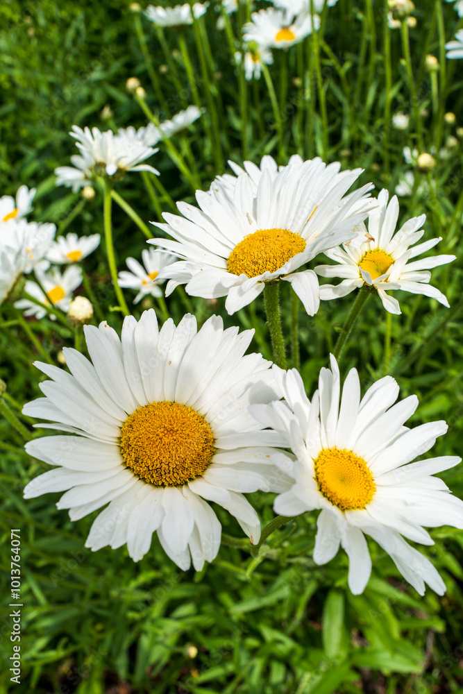 Obraz premium Common Daisy - Bellis Perennis -