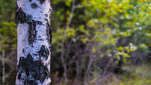 Close-up of birch tree trunk with distinctive white bark, forest detail, natural texture pattern, woodland flora characteristic photo