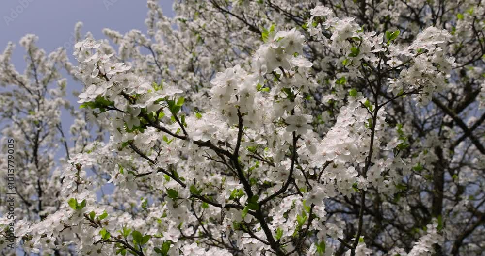 cherry blossoming with white flowers in spring, a large number of white cherry blossoms close-up cherry blossoming with white flowers in spring, a large number of white cherry blossoms close-up