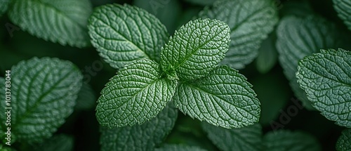 Close up of fresh green mint leaves.