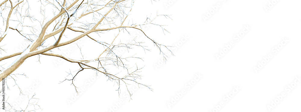 Obraz premium snow twigs of brahccjcovered branches on white