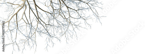 Wallpaper Mural branches of a tree in snow isolated on white Torontodigital.ca