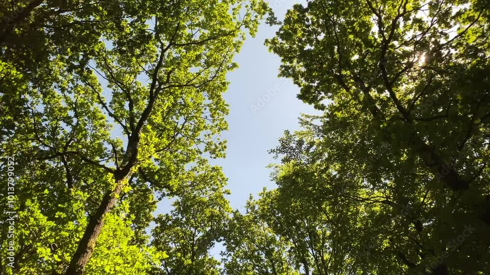 Warm sunlight glinting through green foliage forest tree canopy dolly Warm sunlight glinting through green foliage forest tree canopy dolly