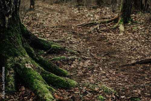 Abstract nature background with foot path amoung mossy tree roots  and old fallen leaves on the ground