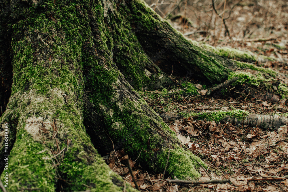 Abstract nature background with mossy tree roots and old fallen leaves on the ground Abstract nature background with mossy tree roots and old fallen leaves on the ground
