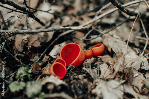 Sarcoscypha fungus is growing in the forest at spring photo