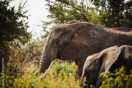 Elephant Portrait in Tarangire National Park – Majestic Wildlife of Tanzania photo