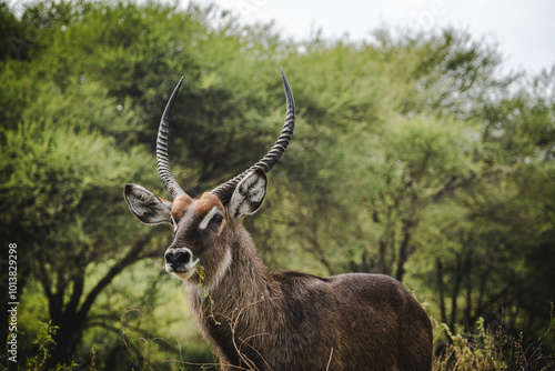 Waterbuck in Tarangire National Park – Elegant Antelope in Natural Habitat