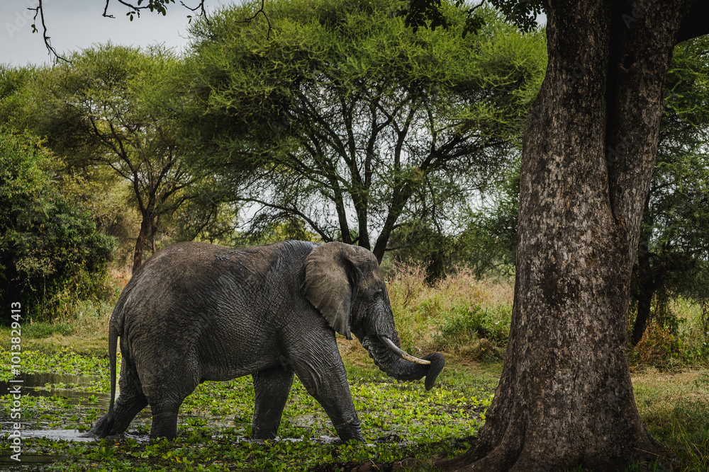 Fototapeta premium Elephant in a Swamp – Majestic Wildlife Encounter in Tarangire National Park