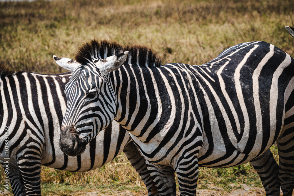 Close-Up of a Zebra – The Striking Patterns of Africa's Iconic Animal Close-Up of a Zebra – The Striking Patterns of Africa's Iconic Animal