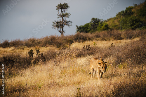 Photography Lioness Walking Through Grass Terrain in Ngorongoro Crater