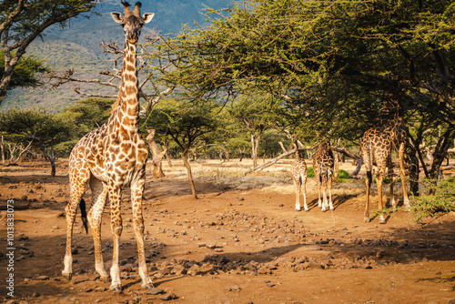 Photography Group of Giraffes with One in the Foreground Gazing at the Camera – A Captivatin