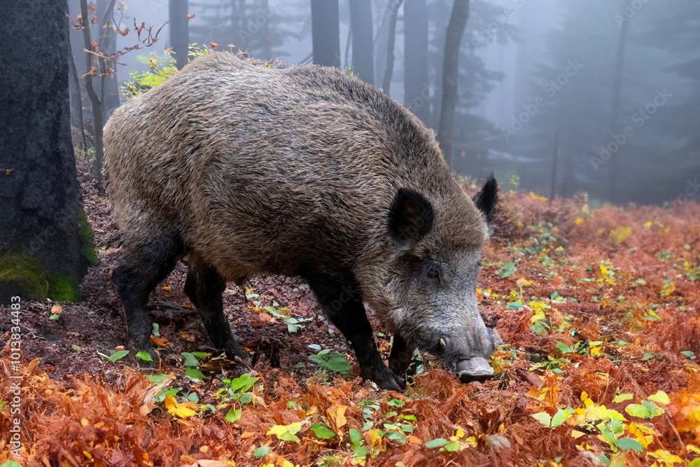 custom made wallpaper toronto digitalWildschwein (Keiler) im Herbstwald