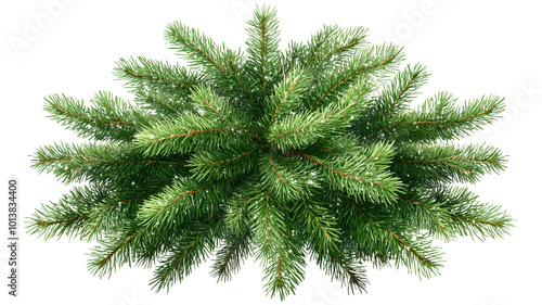 Top View of Lush Pine or Spruce Foliage. Symmetrical Green Needles Radiating from Center, Showcasing Natural Beauty and Festive Holiday Symbol