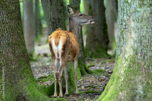 Rotwild (Alttier, Hirschkuh) im Wald photo