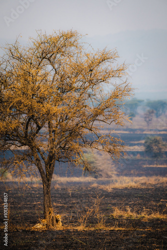 Two Cheetahs Standing by a Tree in the Serengeti – A Moment of Wild Grace photo