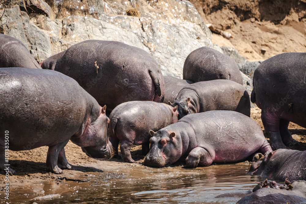 Group of Hippos Relaxing by the Lake in the Serengeti – A Social Gathering of Giants Group of Hippos Relaxing by the Lake in the Serengeti – A Social Gathering of Giants
