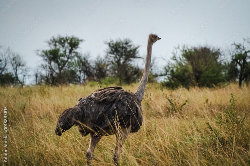 Naklejka premium Female Ostrich in the Serengeti – A Graceful Giant of the Savannah