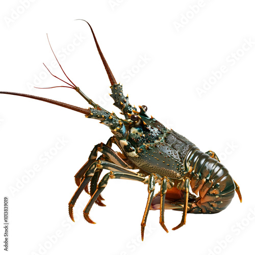 Spiny Lobster .png isolated background. transparent background 