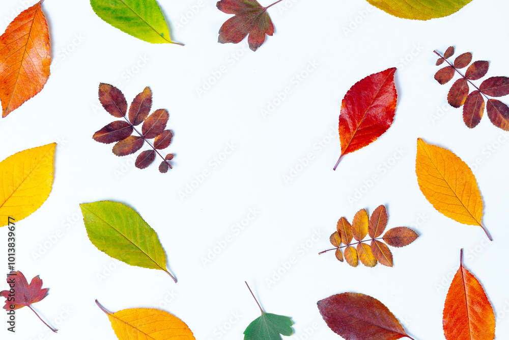 Obraz premium Colorful autumn leaves on a white background. Suitable for presentations. Natural background.