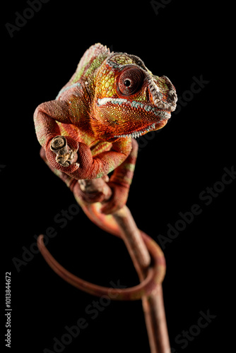 Panther chameleon holding tight to a branch