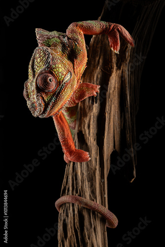 Panther chameleon climbing on branch with curled tail